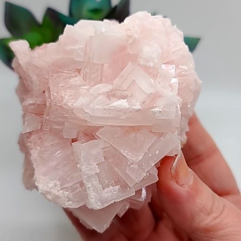 Natural Pink Halite Crystal Cluster Mineral Specimen Approximately 3.3" X 2.31" Origin: Lake Searles, California Smoke-Free Home Please Note: I Am An Expert Packer, But These Are Natural Salt Crystals That May Crumble *Slightly* During Shipping. Pink Halite, Salt Crystals, Crystal Candy, Salt Crystal, Book Decor, Crystal Cluster, Crystals Minerals, Mineral Specimen, Cotton Candy