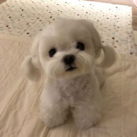 Cute White Dogs, Dog Icon, Cute Animals Puppies, Very Cute Dogs, Puppies And Kitties, Really Cute Dogs, Cute Little Puppies, Silly Dogs