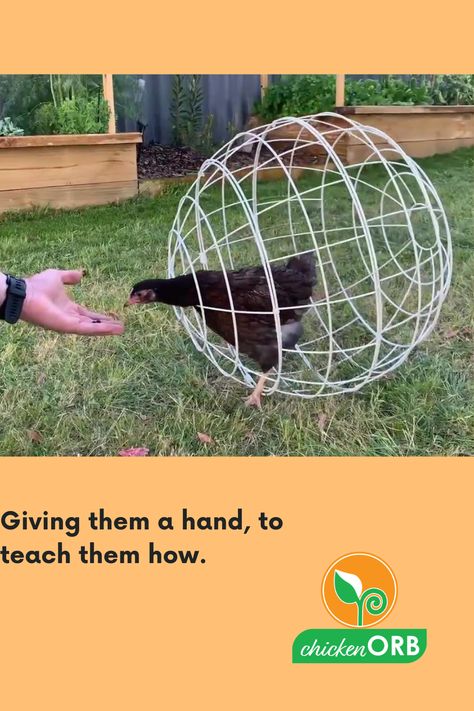 Chicken Orbs, Garden Trains, Chicken Coop Designs, Chicken Garden, Pet Chickens, Chicken Coop, Garden Hose, These Girls, Blueberries