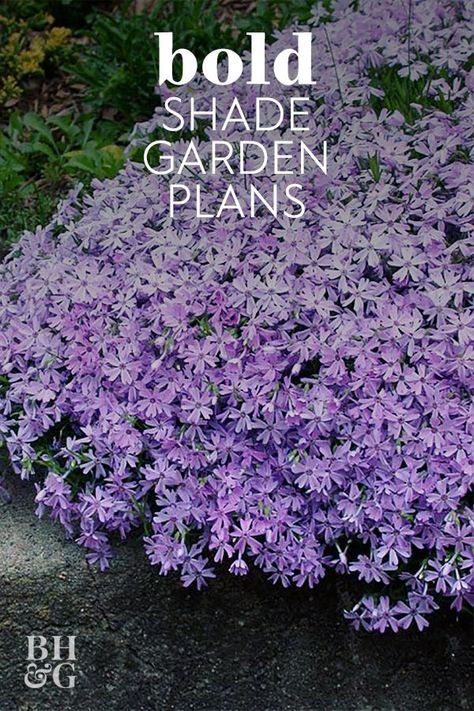 Front Flower Bed Ideas Shade, Shaded Garden Bed, Flower Beds In Front Of House Shade, Garden Planning Layout Shade, Raised Garden Bed Shade Ideas, Front Shade Garden, Narrow Shade Garden Ideas, Plants For The Shade, Full Shade Landscaping Front Yard