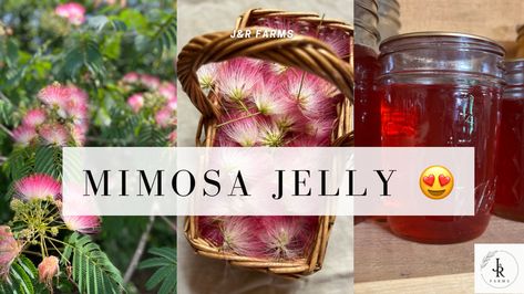 Forage flowers from this invasive species in E TN to make exotic foraged jelly! #jelly #canning #mimosa #foraging Mimosa Jelly, Mimosa Trees, How To Make Mimosas, Flower Jelly, Mimosa Tree, Vegan Jelly, Jelly Recipe, Mimosa Flower, Picking Flowers