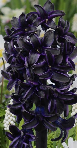 Hyacinth "Dark Dimension"  Flowers, Garden, Architecture, Interior Decor, Home Improvement. homeyou: design the home you love Black Plants, Dark Garden, Goth Garden, Gothic Garden, Black Garden, Dark Flowers, Moon Garden, Homestead Survival, Organic Gardening Tips