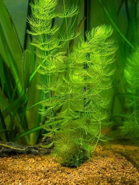 HORNWORT PLANT Hornwort Plant, Java Fern, Java Moss, Natural Pond, Pond Life, Pond Plants, Planted Aquarium, High Art, Water Quality