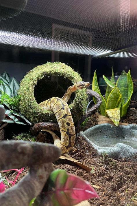 Snake Tub Setup, Ball Python Enrichment Ideas, Snake Terrarium Ideas Ball Python, Python Enclosure Ideas, Ball Python Cage, Ball Python Enclosure Ideas, Snake Enrichment, Ball Python Enclosure, Python Enclosure