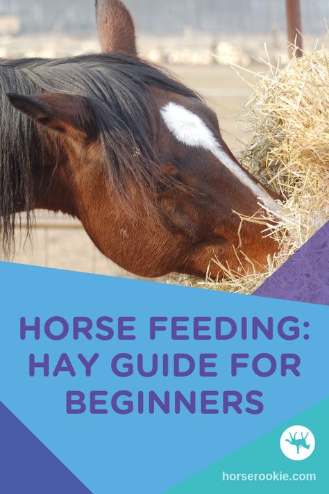 With so many varieties out there, horse owners can feel paralyzed by all the choices – and potential implications of those choices on their horses’ health. We break down types of hay, what to look for, and how to keep your horse happy and healthy!  #horsehay #horsehayfeeder #horsehaystorage How Much Hay To Feed A Horse, Hay For Horses, Horse Feeding, Hay Feeder For Horses, Horse Nutrition, Horse Ownership, Horse Hay, Horseback Riding Tips, Horse Information