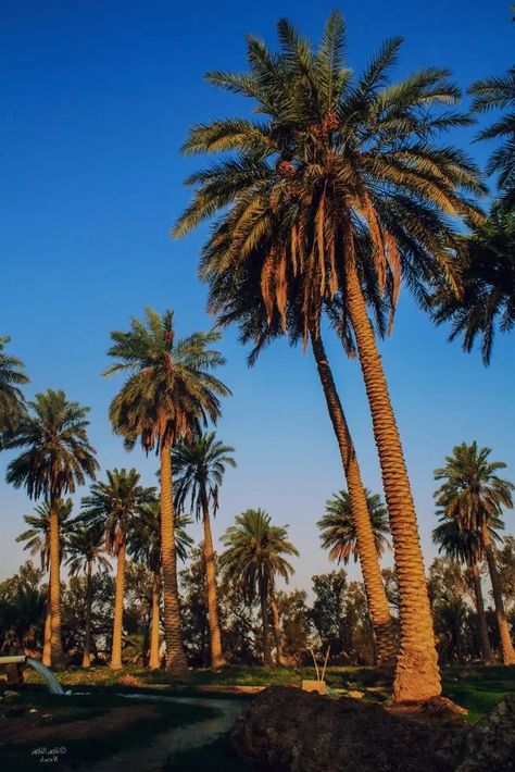 IN PICTURES: Saudi Arabia’s al-Ahsa becomes UNESCO world heritage site | Al Arabiya English Saudi Heritage, Agricultural Land, Ethnic Art, Travel And Tourism, Ancient Civilizations, Unesco World Heritage, Unesco World Heritage Site, Heritage Site, Historical Sites