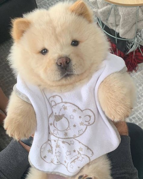 🧸 • • •⁠ 𝗙𝗼𝗹𝗹𝗼𝘄 @chowtimechowchow • • •⁠ 𝗟𝗶𝗸𝗲 & 𝗧𝗮𝗴 a friend to share a smile.⁠ • • •⁠ 📸: @s.imbachowchow Perros Chow Chow, Chow Chow Puppy, Cute Cat Drawing, Cute Small Animals, Cute Animals Puppies, Puppy Chow, Cute Little Puppies, Fluffy Dogs