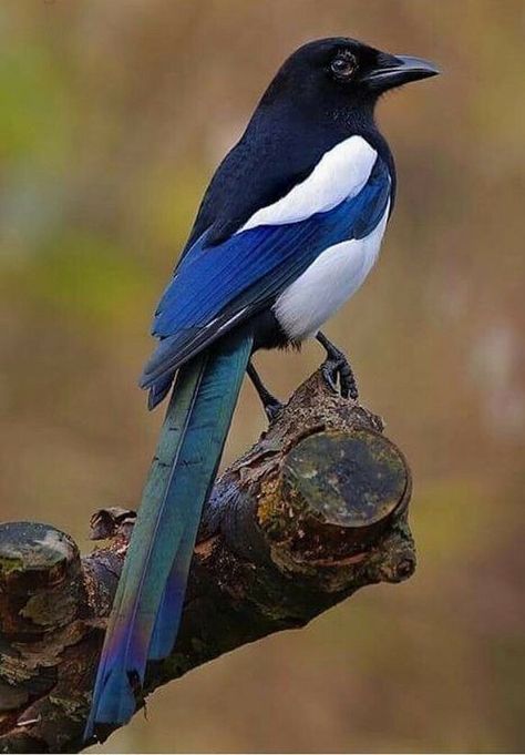 Magpie Tattoo, Eurasian Magpie, Magpie Art, Regard Animal, Nature Birds, Foto Art, All Birds, Bird Pictures, Bird Drawings