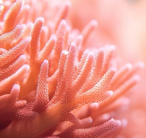 Coral Aesthetic, Moth Aesthetic, Light Coral, Pastel Shades, Aesthetic Colors, Pink Coral, Shades Of Orange, Color Collection, Colorful Art