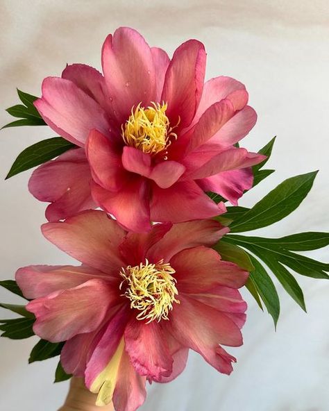 Teresa ✨ Floral Photographer on Instagram: "Waiting for Julia Rose ✨ one of my favorite itoh peonies, and its red shoots have just come up. Itohs are hybrids of herbaceous peonies (foliage and plant dies back every fall) and tree peonies (bark structure stays year round). Have you seen an itoh IRL?  #peony #peonies #itoh #springflowers #springblooms #springgarden #cutflowergarden #petalperfection #floweraddict" Jeff Gogue, Itoh Peony, Peony Plant, Tree Peonies, Itoh Peonies, Facebook Birthday, Julia Rose, Planting Peonies, Tree Peony