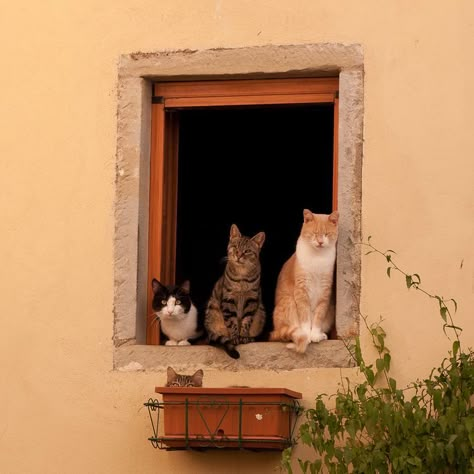 Söt Katt, Three Cats, Cat Aesthetic, Pisco, Pretty Cats, Crazy Cat Lady, 귀여운 동물, The Window, Crazy Cats