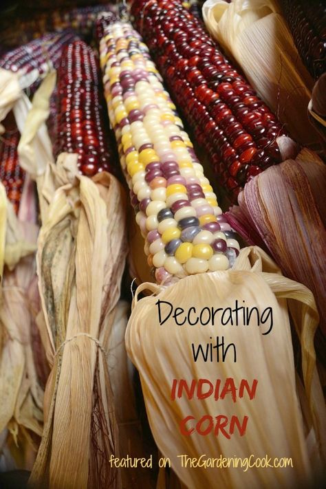 Fall is the perfect time to decorate with Indian Corn. See my round up for lots of ideas for decorating with this fun fall supply. http://thegardeningcook.com/decorating-with-indian-corn/ How To Decorate With Indian Corn, Ornamental Corn Decorations, Indian Corn Decorations, Corn For Thanksgiving, Native Thanksgiving, Nostalgic Autumn, Indian Corn Wreath, Corn Decorations, Colored Corn