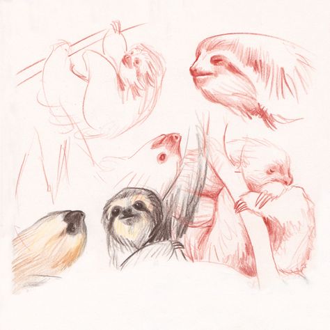 Sloths sketches, making of "Ciacio in Amazonia" picture book by Sarah Khoury Sloth Reference, Sloth Sketch, Jungle Project, Sloth Drawing, Still Life Pictures, Animal Sketches, Life Pictures, Beautiful Animals, Logo Inspiration