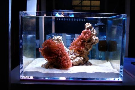 Saltwater Aquarium Beginner, Bubble Tip Anemone, Nano Reef Tank, Acrylic Aquarium, Saltwater Aquarium Fish, Small Fish Tanks, Reef Tanks, Saltwater Fish Tanks, Marine Tank