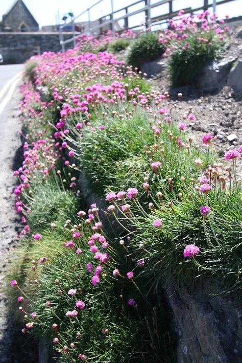 Wild pink thrift Thrift Plant, Pink Thrift, Armeria Maritima, Plant Propagation, Propagating Plants, Red Button, Button Flowers, Landscape Ideas, All About Plants