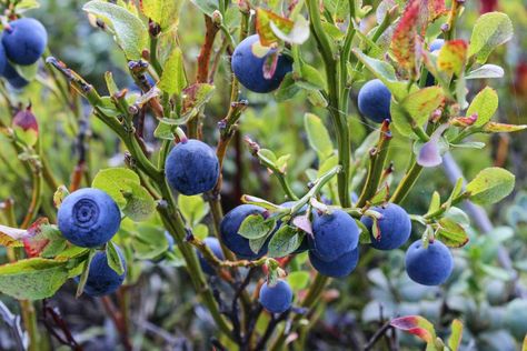 This guide teaches you how to prune blueberry bushes properly. It can be tricky because you need to adjust your trimming habits depending on the bush age. Growing Blueberries Bushes, Planting Blueberry Bushes, Balsamic Reduction Recipe, Pink Lemonade Blueberry, Blueberry Gardening, Veggies To Grow, Blueberry Bush, Garden Design Ideas On A Budget, Growing Blueberries