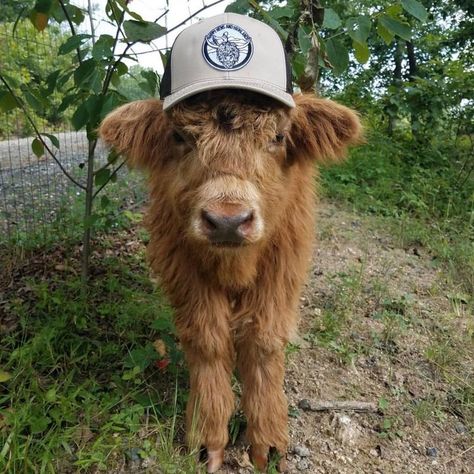 Cow With Cowboy Hat, Aesthetic Farm Animals, Hiland Cow, Farming Aesthetic, Farm Life Aesthetic, Funny Animal Pics, Farm Animal Decor, Aesthetic Farm, Miniature Cows