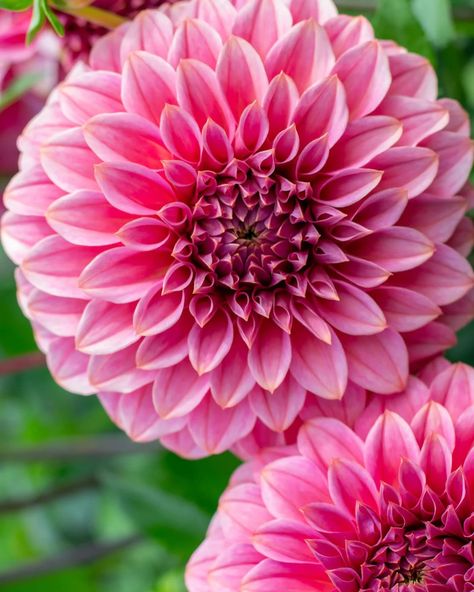 Coorabell Sophie. A beautiful pink dahlia with a lovely form and strong stems. Even though it would be classified as a miniature decorative it really is on the bigger side of that classification. Laura and I were digging the tubers for this one today and they are SO long! Of all the dahlias I’ve grown I think this one would win the prize for the most consistently long tubers. I’d say a fair few were between 30-50cm. We’ll have to get the tape measure out in the shed and see which one is the ... Pink Dahlias, Gcse Textiles, Cut Flower Farm, Pink Dahlia, Australian Flowers, Flower Farmer, The Shed, Seasonal Flowers, Flower Farm