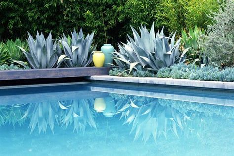 Landscaping around swimming pools calls for non-messy plants (see list), etc. Take care of safety first, then privacy in case you wish to skinny dip! Poolside Plants, Arizona Landscaping, Plants Around Pool, Landscaping Around Pool, Pool Plants, Landscaping Around House, House Pool, Swimming Pool Landscaping, Pool Fun