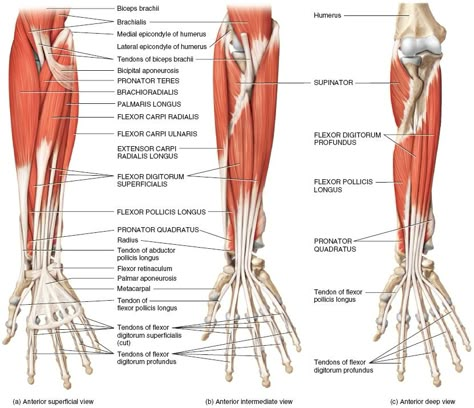 Forearm Muscles Forearm Muscle Anatomy, Forearm Anatomy, Human Anatomy Picture, Respiratory System Anatomy, Human Muscular System, Human Muscle Anatomy, Hand Anatomy, Foot Reflexology Massage, Drawing Arms