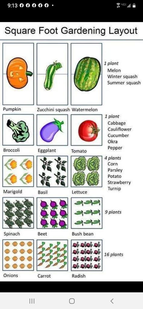 Square Foot Gardening Layout, Corn Plant, Bush Beans, Small Backyard Gardens, Starting A Garden, Garden Types, Diy Gardening, Square Foot Gardening, Garden Markers