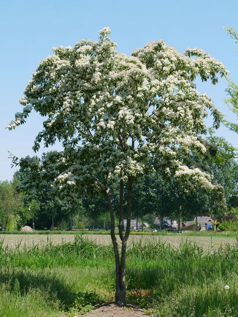 Sorbus folgneri 'Emiel' Simple Leaf, Sandy Soil, Types Of Soil, Large Animals, Flowering Trees, Trees And Shrubs, Nurseries, Green Flowers, Red Flowers