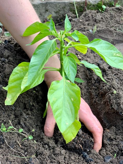 8 Secrets To Grow a Bumper Crop of Peppers Planting Peppers In Garden, Growing Peppers In Garden, How To Grow Peppers, Pepper Plants Growing Tips, Bell Peppers Growing, Growing Sweet Peppers, Planting Peppers, Pepper Harvest, Tomatoes Plants Problems