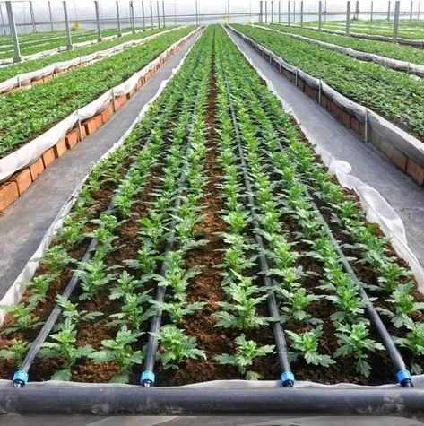 Irrigation System Design, Irrigation Methods, Drip Tape, Irrigation Systems, Sprinkler Irrigation, Soaker Hose, Watering System, Drip Irrigation System, Rainwater Harvesting