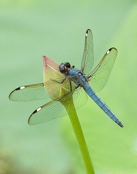 Male Spangled Skimmer - Photograph at BetterPhoto.com Dragonfly Images, Regard Animal, Mantis Religiosa, Dragonfly Photos, Dragon Flys, Dragonfly Painting, Damselflies, Dragonfly Insect, Dragonfly Dreams