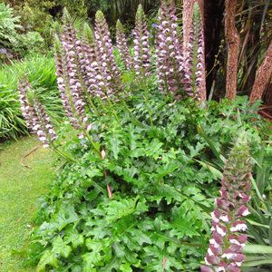 Bear’s breech (Acanthus mollis) Plants For Dry Shade, Acanthus Mollis, Drought Resistant Landscaping, Dry Shade Plants, Deer Resistant Garden, Low Water Gardening, Cottage Garden Plants, Beautiful Plants, Flower Landscape