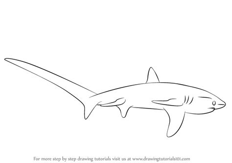 Shark Eyes Drawing, Thrasher Shark Drawing, Thresher Shark Drawing, Thresher Shark Tattoo, Shark Line Drawing, Shark Line Art, Shark Drawing Easy, Galapagos Shark, Shark Books