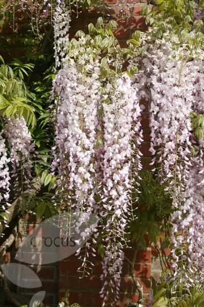 Buy Japanese wisteria (Syn. Wisteria Lipstick ) Wisteria floribunda 'Kuchi-beni': Delivery by Waitrose Garden in association with Crocus Japanese Wisteria, Magical Universe, Future Garden, Alpine Plants, Flowers Delivery, Peaches And Cream, Peaches N Cream, Growing Seeds, Garden Care