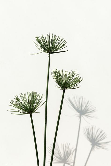 Papyrus plant on an off white background | premium image by rawpixel.com / Teddy Rawpixel Iphone Wallpaper White Aesthetic, Green Mobile Wallpaper, Aesthetic Background Green, Minimal Iphone Wallpaper, White Aesthetic Background, Papyrus Plant, Minimalist Iphone Wallpaper, Off White Background, Plant Tattoo