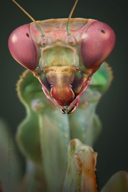 Types Of Bugs, Micro Photography, Cool Bugs, Beautiful Bugs, Praying Mantis, Creepy Crawlies, Macro Photos, Alien Art, Arachnids