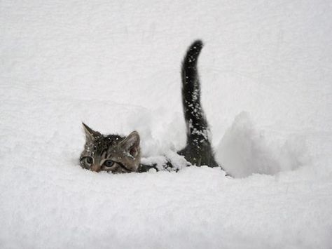 Snow Cat Playing In The Snow, Cute Kittens, Pusheen, Crazy Cat Lady, 귀여�운 동물, Animals Friends, Crazy Cats, Cat Love, The Snow