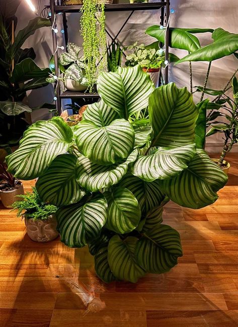 Calathea Orbifolia, Indoor Plant, grows in the shadow Calathea Orbifolia Care, Calathea Decor, Big House Plants Indoor, Big Houseplants, Orbifolia Calathea, Calathea Plant Care, Modern Indoor Plants, Big House Plants, Plants Decoration Ideas