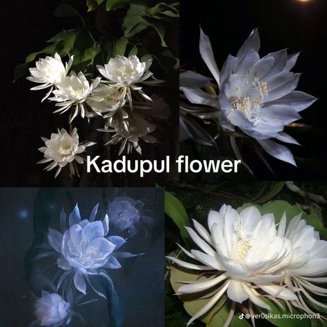 Kadupul Flower, Interesting Flowers, Pretty Flowers Pictures, Flower Types, Different Types Of Flowers, Flower Meanings, Nothing But Flowers, Flower Names, Flower Therapy