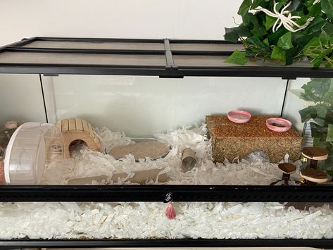 A glass tank hamster cage with a soft white and pink airy theme with natural accessories 💗 Linmon Ikea Hamster Cage, Big Hamster Cages, Storage Bin Hamster Cage, Glass Hamster Cage, Hamster Diy Cage, Bear Hamster, Hamster Names, Ikea Detolf Hamster Cage Natural, Mouse Cage