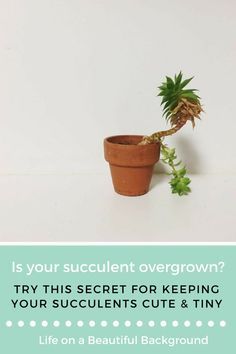 keeping succulent cute Indoor Gardening Supplies, How To Water Succulents, Baby Succulents, Succulent Soil, Growing Succulents, Succulent Gardening, Succulent Care, Terracotta Pot, New Roots