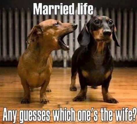 Ingenieur Humor, Wife Memes, Wife Humor, Marriage Humor, Funny Dachshund, Dachshund Lovers, Animal Jokes, Married Life, Dog Memes