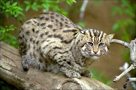 Kodkod, also called güiña, is the smallest wild cat in the Americas. Rare Species Of Animals, Serval Cats, Fennec Fox, Leopard Cat, Types Of Cats, Rare Species, Dog Sitting, Dog Photography, Catfish