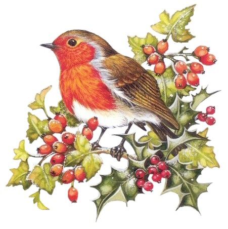 Stary Papier, Bird Clipart, Nature Artists, Watercolor Christmas Cards, Winter Bird, Christmas Bird, Christmas Drawing, Christmas Scenes, Bird Pictures