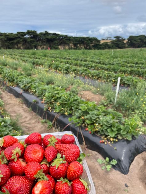 Strawberry picking Pick Strawberries Aesthetic, Picking Strawberries Aesthetic, Farm Summer Aesthetic, Aesthetic Strawberry Pictures, Strawberry Farm Aesthetic, Berry Picking Aesthetic, Strawberry Picking Aesthetic, Strawberries Aesthetic, Strawberry Pictures