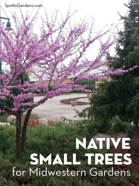 Native Small Trees for Midwestern Gardens Pagoda Dogwood Tree, Dogwood Tree Landscaping, Small Landscape Trees, Michigan Landscaping, Pagoda Dogwood, Part Shade Plants, Tupelo Tree, Backyard Design On A Budget, Tiny Gardens