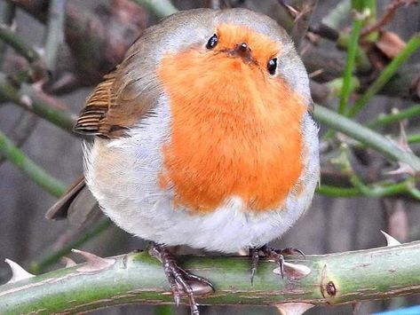 Fairy Photography, European Robin, Robin Bird, Cottage Art, Cute Stories, Pretty Birds, Bird Photo, Bird Species, Christmas Animals