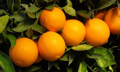 Navel Orange Tree, Bacterial Diseases, Orange Trees, Navel Oranges, Fast Growing Trees, Climate Crisis, Citrus Trees, Orange Tree, Dry Leaf