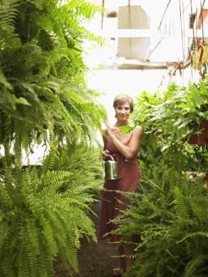 The Boston fern (Nephrolepis exaltata), also called the sword fern, looks elegant in a hanging basket or patio container. This plant is hardy in zones 8b through 11. It's tropical, so it craves ... Repotting Ferns, Fern Care, Indoor Ferns, Hanging Ferns, Fern Garden, Types Of Ferns, Boston Fern, Pot Plants, Interior Plants