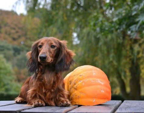 Pourquoi adopter un teckel ? Golden Retriever, Hollywood, Puppies, Dogs, Animals