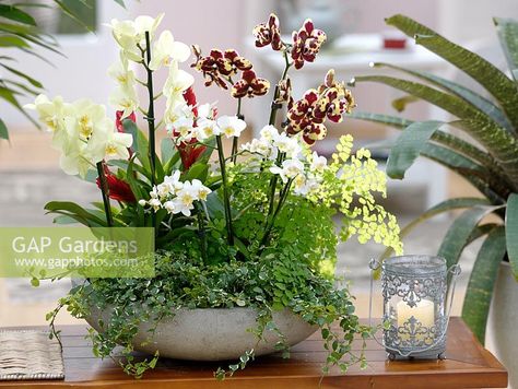 Plant Centerpieces, Arreglos Ikebana, Ficus Pumila, Orchid Flower Arrangements, Orchid Centerpieces, Orchid Planters, Inside Garden, Container Garden Design, Deco Nature