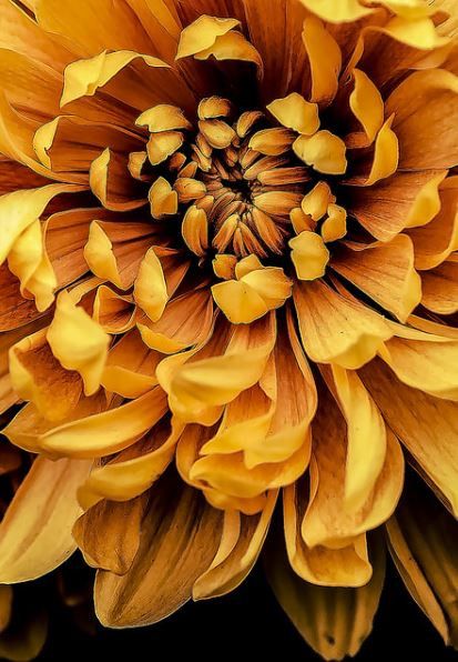 ~ It's a Colorful Life ~ Mustard Flowers, Colored Flowers, Yellow Aesthetic, Yellow Flower, Mellow Yellow, Shades Of Yellow, Chrysanthemum, Pretty Flowers, Mustard Yellow